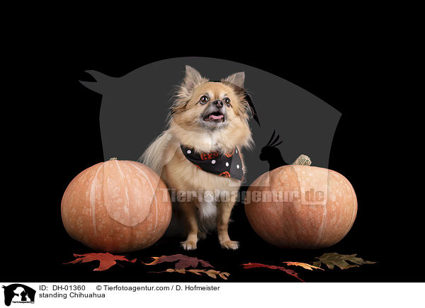 standing Chihuahua / DH-01360