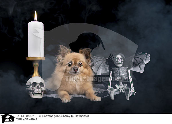 lying Chihuahua / DH-01374