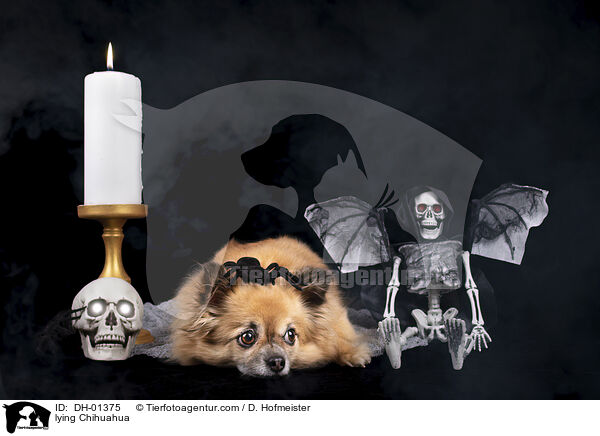 lying Chihuahua / DH-01375