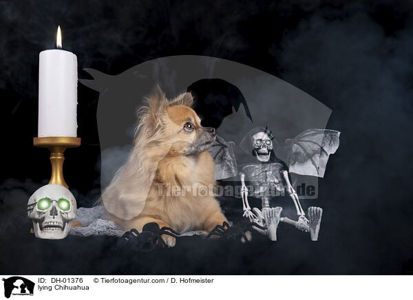 lying Chihuahua / DH-01376