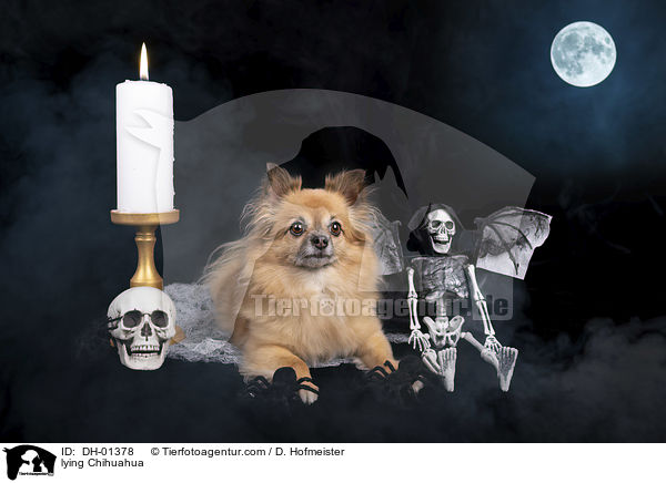lying Chihuahua / DH-01378