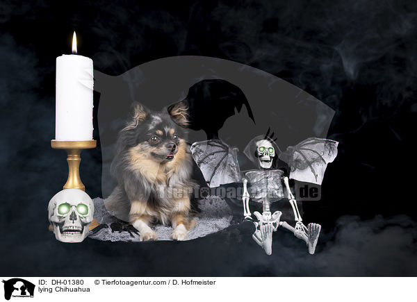 lying Chihuahua / DH-01380