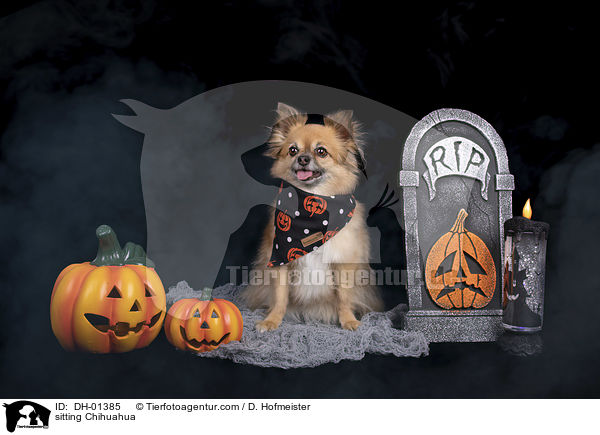 sitzender Chihuahua / sitting Chihuahua / DH-01385