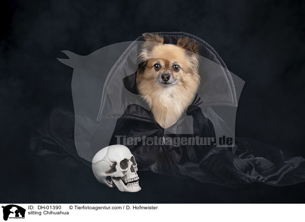 sitting Chihuahua / DH-01390