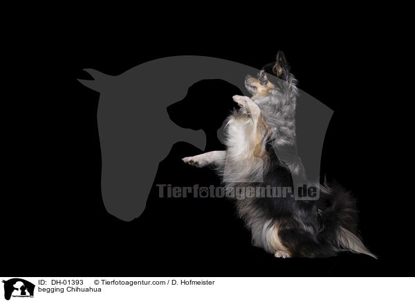 begging Chihuahua / DH-01393