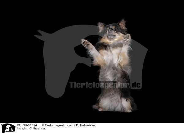 begging Chihuahua / DH-01394