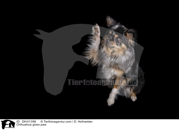 Chihuahua gives paw / DH-01396