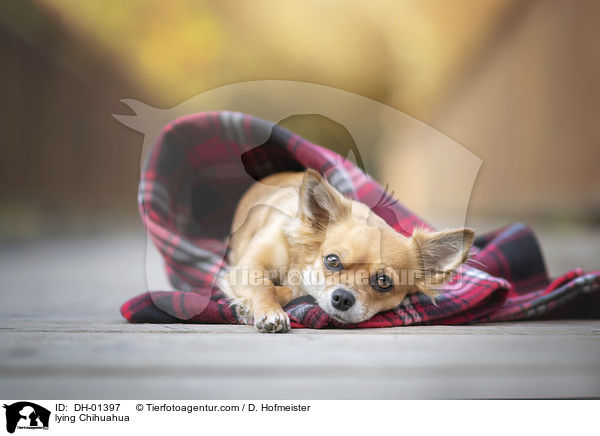 lying Chihuahua / DH-01397