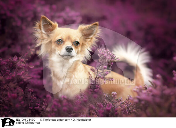 sitting Chihuahua / DH-01400