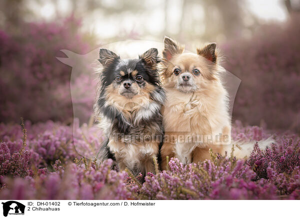 2 Chihuahuas / 2 Chihuahuas / DH-01402