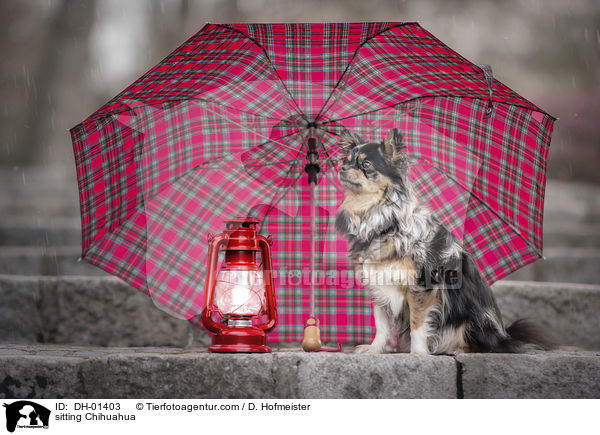 sitting Chihuahua / DH-01403