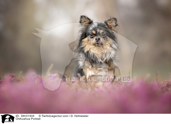 Chihuahua Portrait / DH-01404