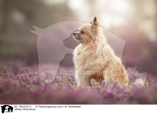 sitting Chihuahua / DH-01411