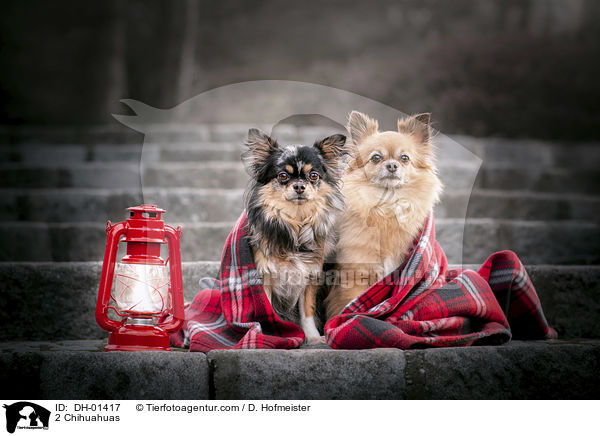 2 Chihuahuas / DH-01417