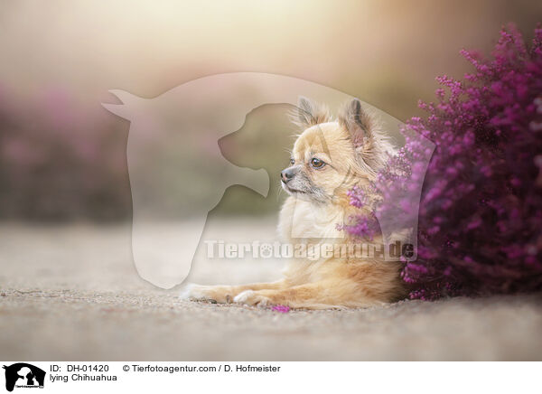 liegender Chihuahua / lying Chihuahua / DH-01420