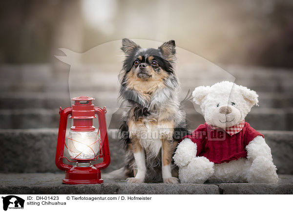 sitting Chihuahua / DH-01423