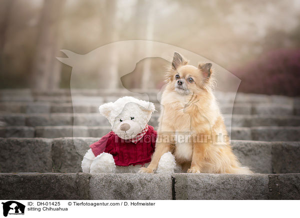 sitzender Chihuahua / sitting Chihuahua / DH-01425