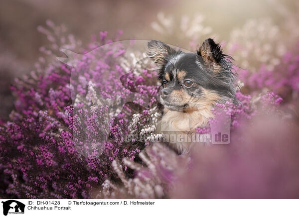 Chihuahua Portrait / DH-01428