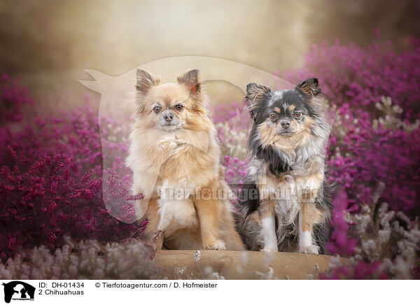 2 Chihuahuas / DH-01434