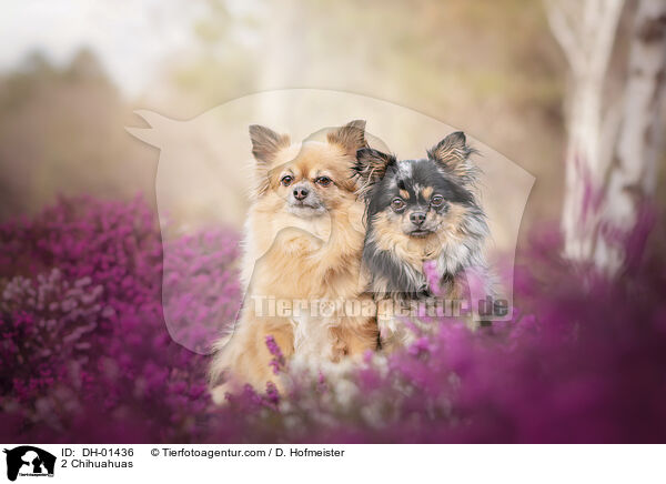 2 Chihuahuas / DH-01436
