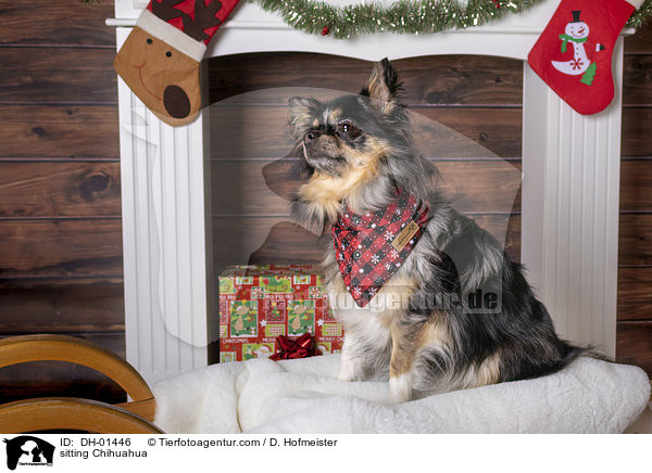 sitting Chihuahua / DH-01446