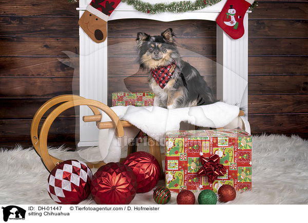 sitting Chihuahua / DH-01447