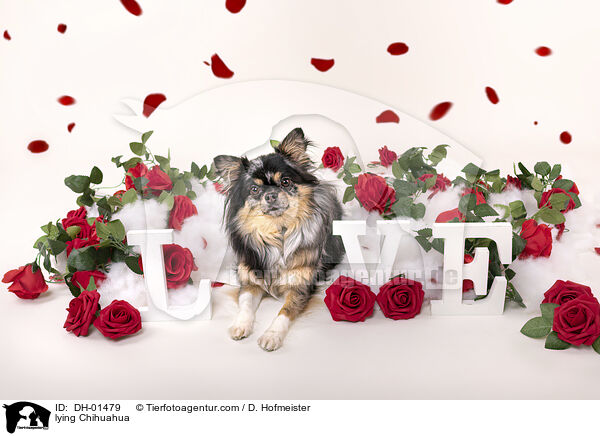 lying Chihuahua / DH-01479