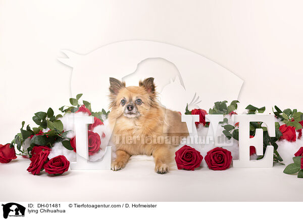 lying Chihuahua / DH-01481