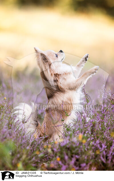 Chihuahua macht Mnnchen / begging Chihuahua / JAM-01335