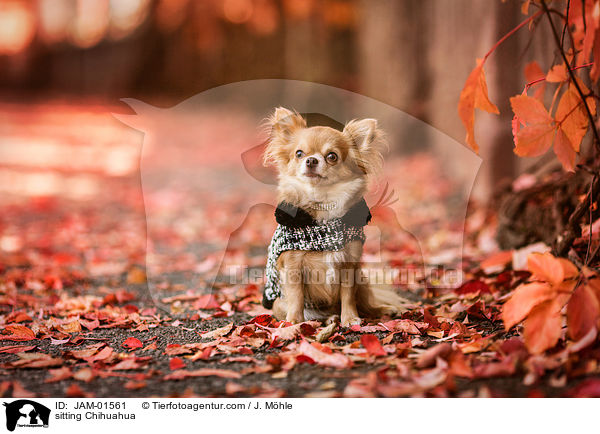 sitzender Chihuahua / sitting Chihuahua / JAM-01561