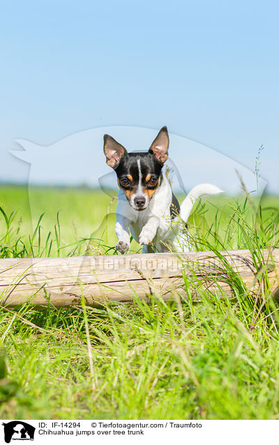 Chihuahua springt ber Baumstamm / Chihuahua jumps over tree trunk / IF-14294