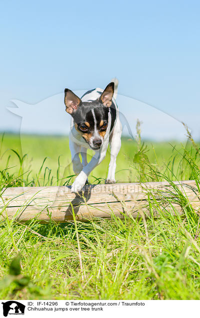 Chihuahua springt ber Baumstamm / Chihuahua jumps over tree trunk / IF-14296