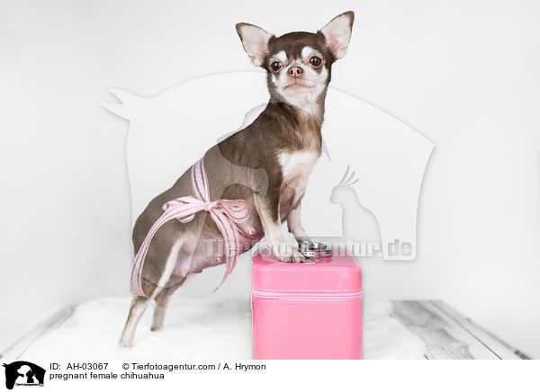 tragende Chihuahua Hndin / pregnant female chihuahua / AH-03067