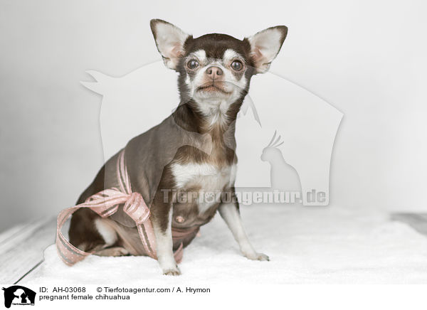 tragende Chihuahua Hndin / pregnant female chihuahua / AH-03068