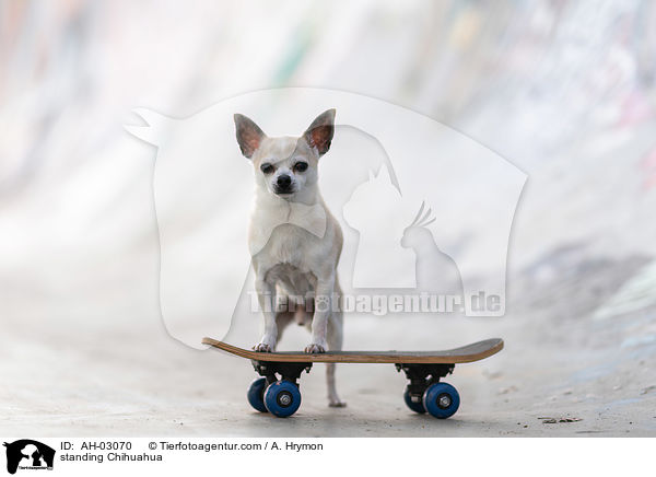 stehender Chihuahua / standing Chihuahua / AH-03070