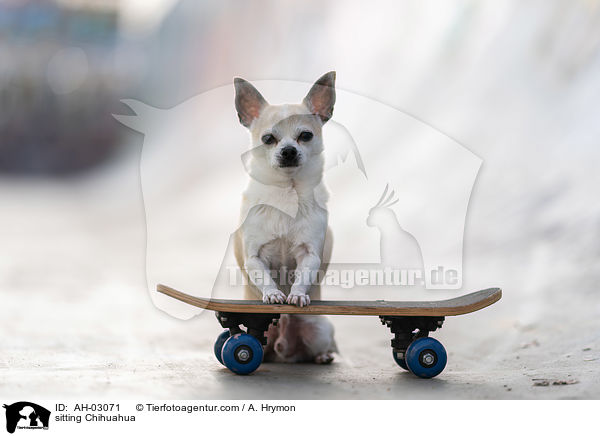 sitting Chihuahua / AH-03071
