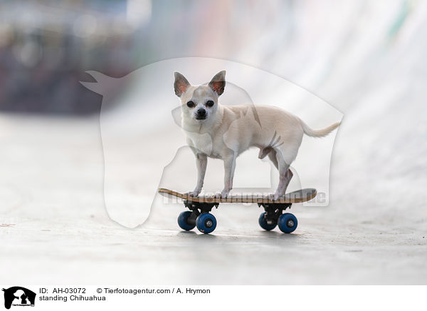 standing Chihuahua / AH-03072