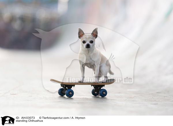 standing Chihuahua / AH-03073