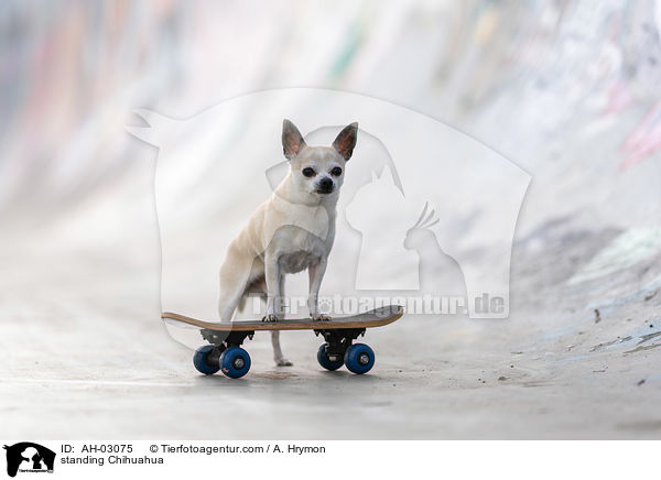 standing Chihuahua / AH-03075