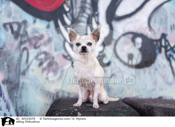 sitting Chihuahua / AH-03076
