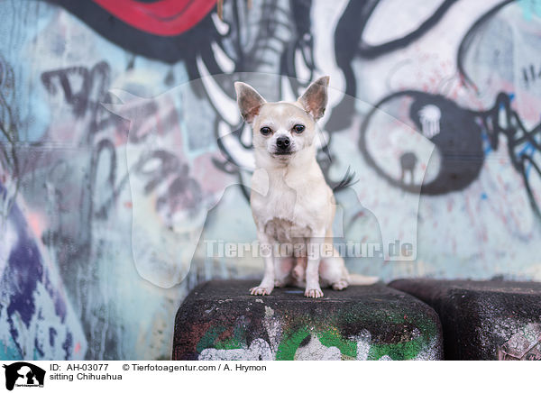 sitting Chihuahua / AH-03077