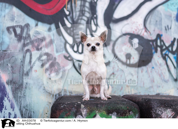 sitting Chihuahua / AH-03078