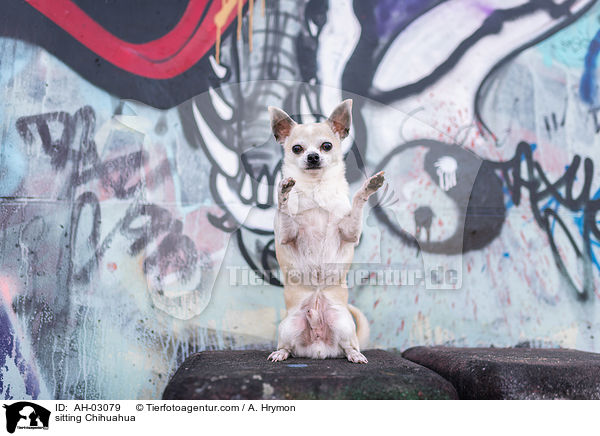 sitting Chihuahua / AH-03079