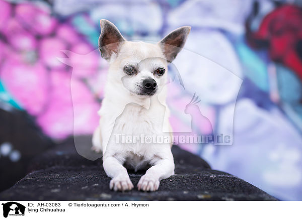 lying Chihuahua / AH-03083