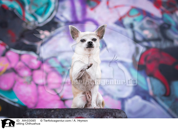 sitting Chihuahua / AH-03085