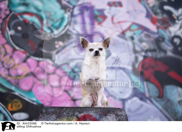 sitting Chihuahua / AH-03086
