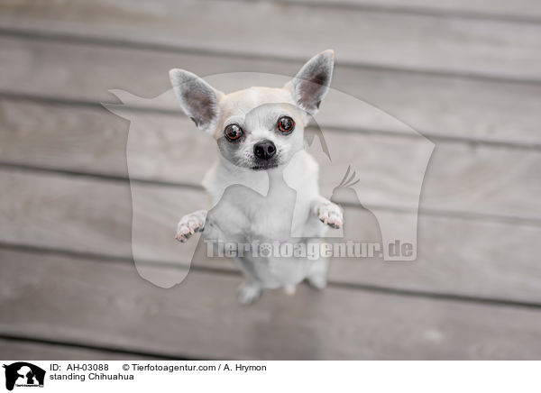 standing Chihuahua / AH-03088