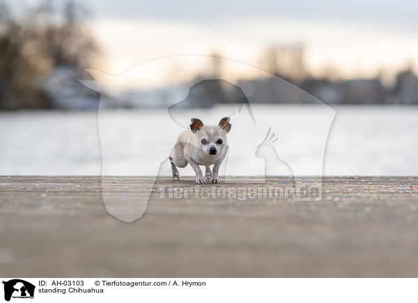 stehender Chihuahua / standing Chihuahua / AH-03103