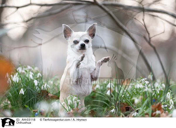 Chihuahua / Chihuahua / AH-03118