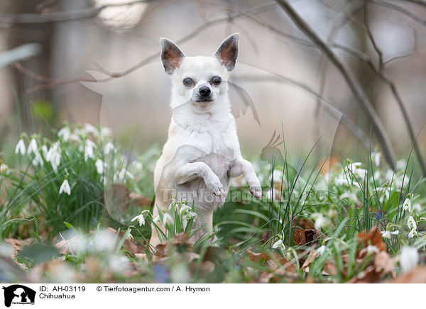 Chihuahua / Chihuahua / AH-03119